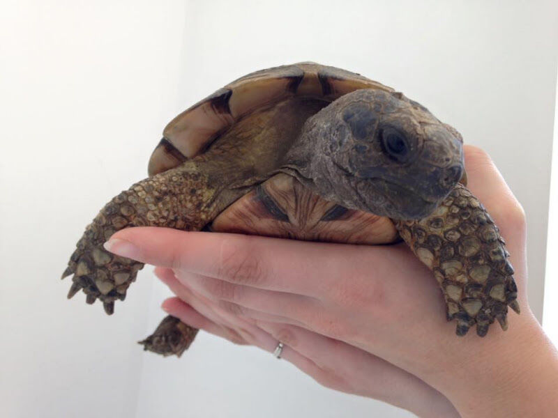 Foto van dierenartsenpraktijk attenhoven