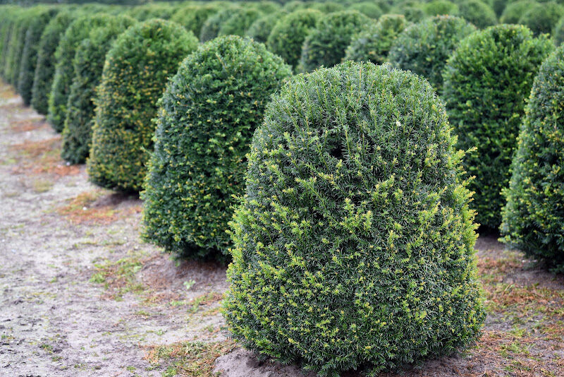 Foto van Groenstructuur