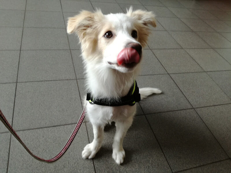Foto van Dierenartsenpraktijk Het Hof