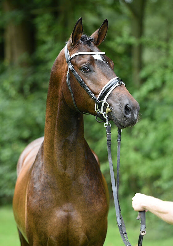 Foto van Top Horse