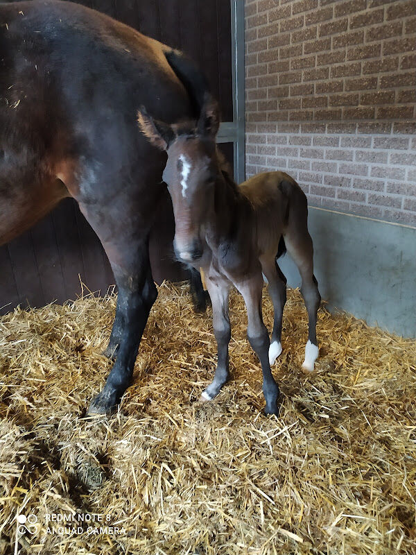 Foto van DAP Damsveld bvba