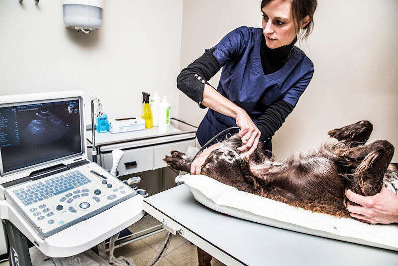 Foto van Dierenarts Filip Hanssens