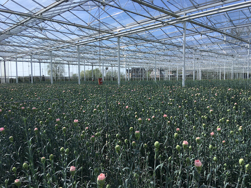 Foto van Anjers De Nijs