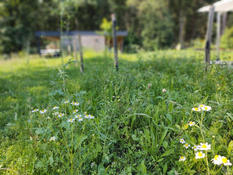 Foto van Nordman Tuin & Natuur