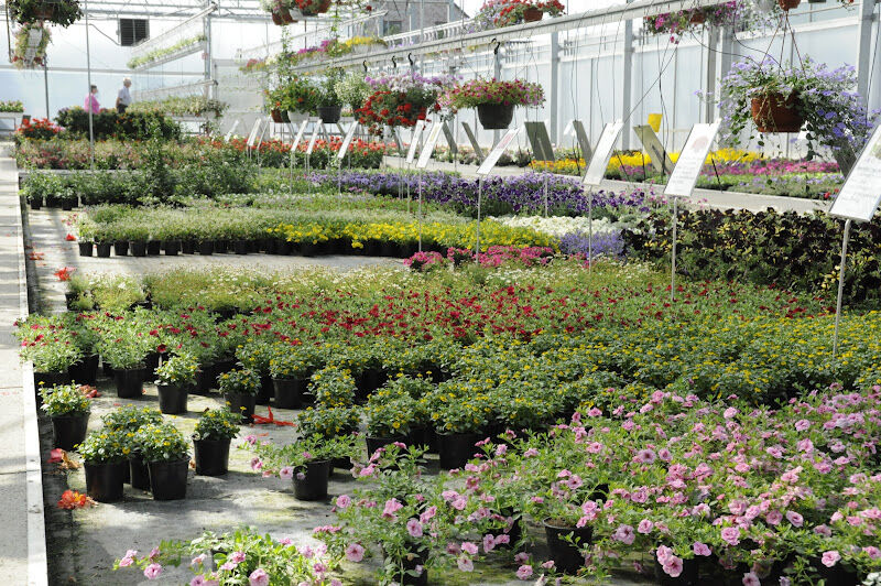 Foto van Bloemen Martine