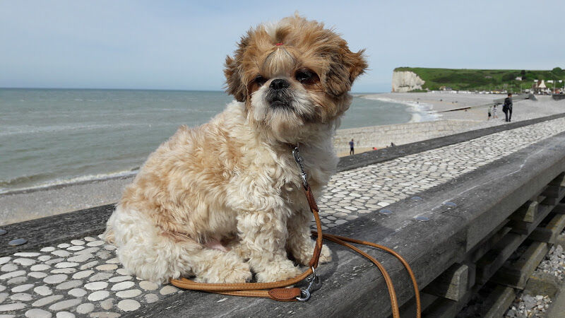 Foto van Anné Peter Dierenarts bvba