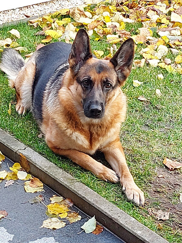 Foto van Dierenartspraktijk Fideel