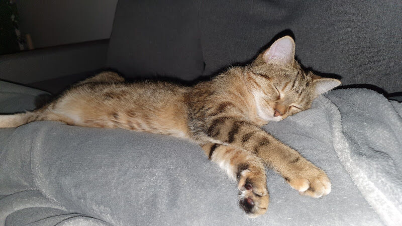 Foto van Pet Med Dierenartsenpraktijk
