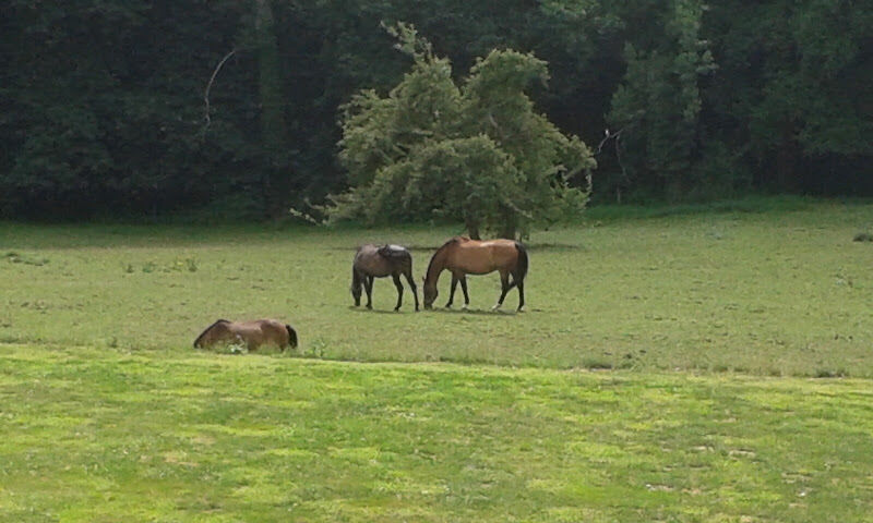 Foto van De Bolle / Andre