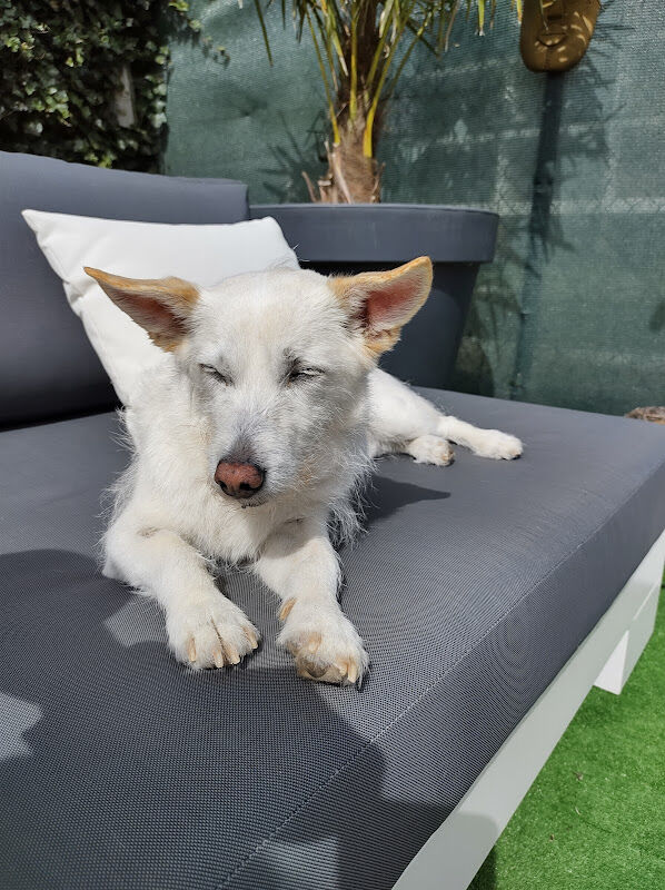 Foto van AC Dierenartsenpraktijk