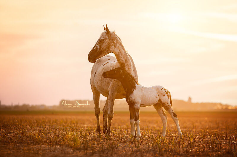 Foto van Ellen Sonck Photography
