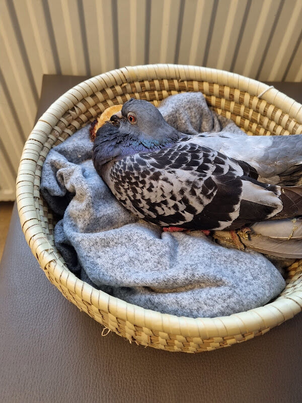 Foto van Remion / Virginie