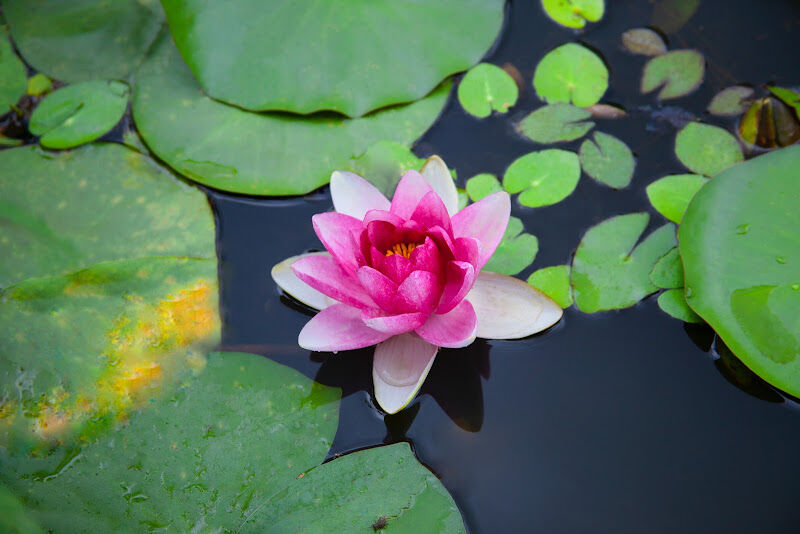 Foto van Lotus Self-Inquiry