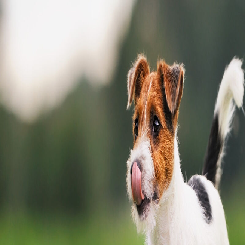 Foto van Veerle Jacobs