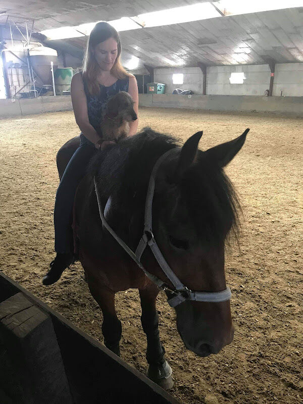 Foto van Dressuurstal Pamela Verbeeck bvba