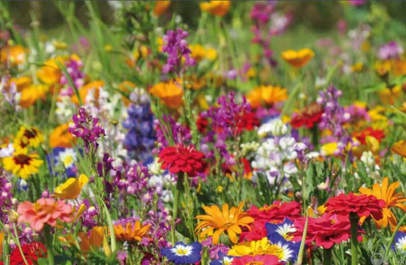 Foto van Zee Van Groen - groendak aanleggen