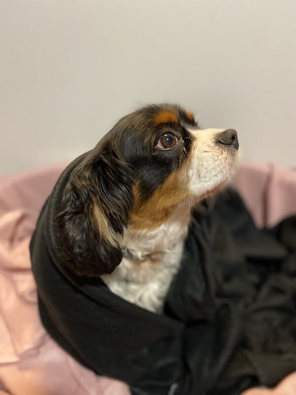 Foto van Dierenarts An Pieters