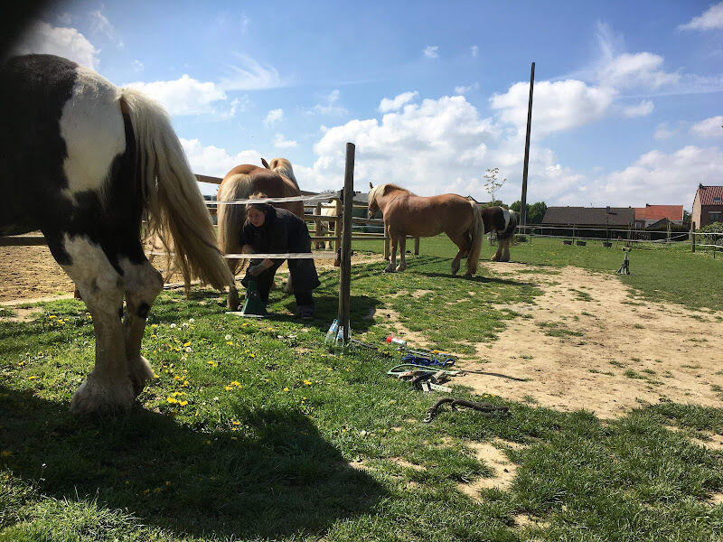 Foto van Centrum therapeutisch paardrijden