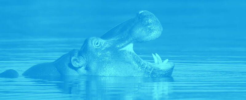 Foto van DirtyHippos