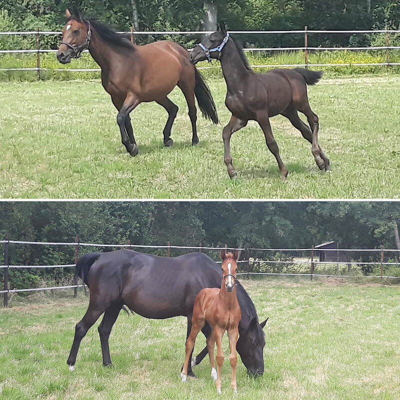 Foto van Alfa Stables