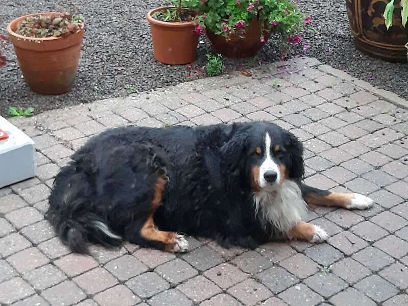 Foto van Dierenarts Katrijn De Groote