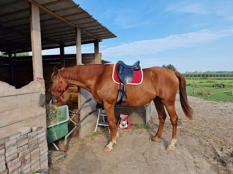 Foto van Zadel Exact